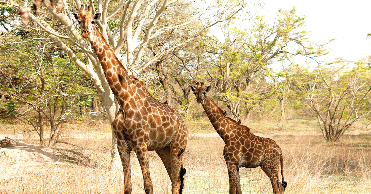 Senegal-giraffes