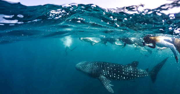 LUX--SAA-Whale-Shark-snorkelling_resized