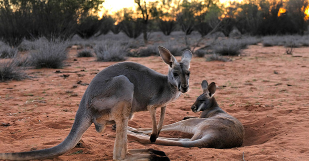 Kangaroos australia