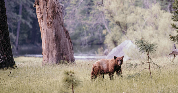 Yosemite bears