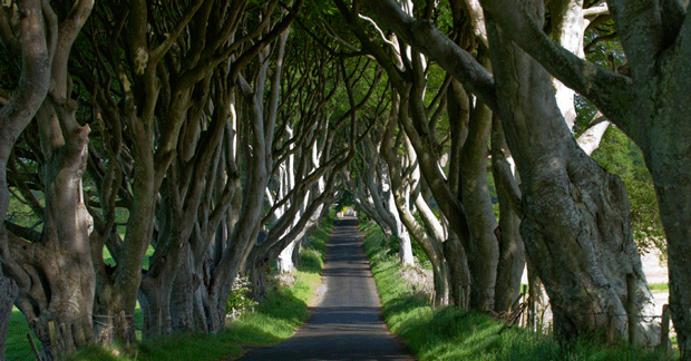 Dark-Hedges,-County-Antrim_master.-Credit---Tourism-Ireland_Arthur-Ward-copy_resized