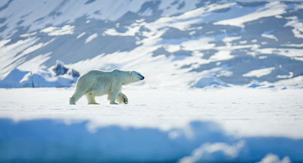 Svalbard_PolarBear_Shutterstock_1926785336