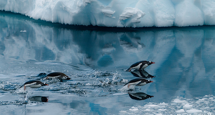 Penguins in water