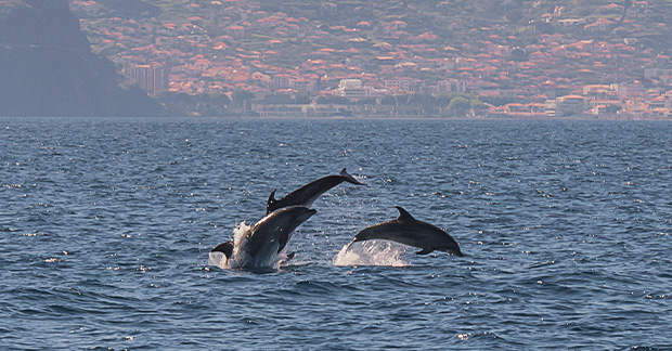 Whale and Dolphin watching