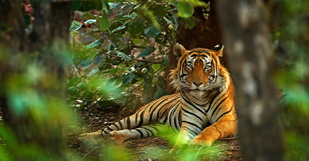 Tiger spotting india