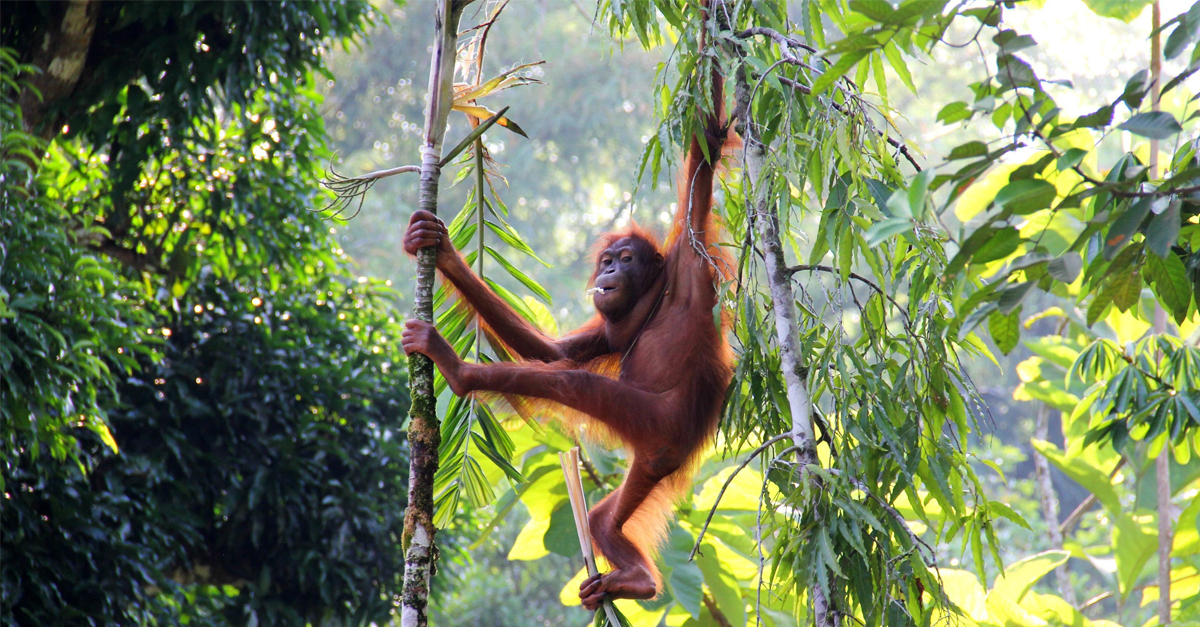 Luxtripper-orangutan