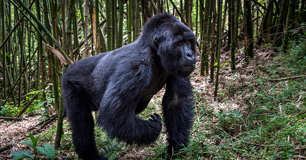 Rwanda Gorilla