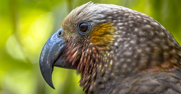 New Zealand bird