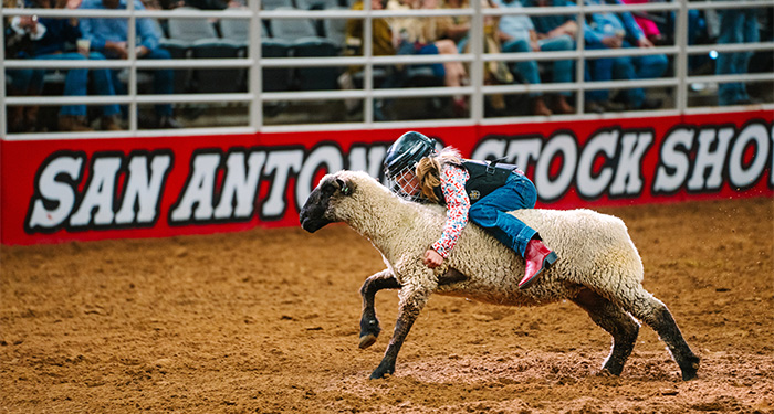Stock show and rodeo