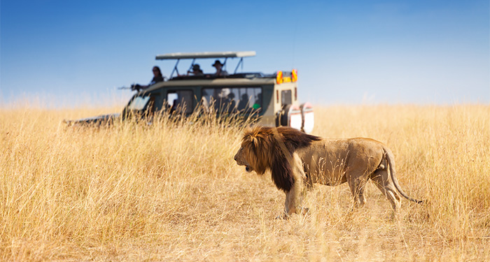 Safari Lion