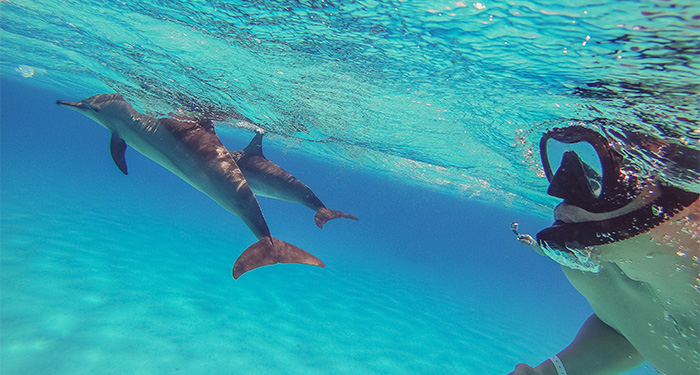 Dolphin