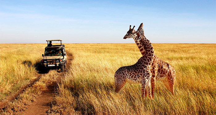 Safari Honeymoon