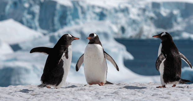 Cuverville-Island-Antarctica-HGR-142033--Photo_Andrea_Klaussner_resized