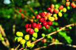 hawaii coffee beans