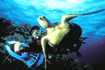 hawaii - diver with turtle