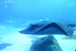 hawaii - manta ray