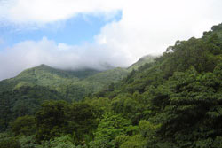 Rainforest, Puerto Rico
