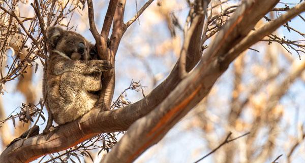 Kangaroo2