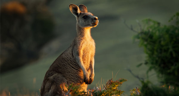 Australasia4