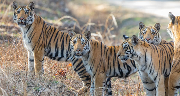 Wildlife3