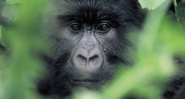 Wildlife4