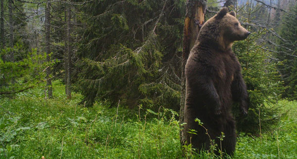 WIldlife5