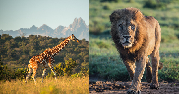 Lion and giraffe