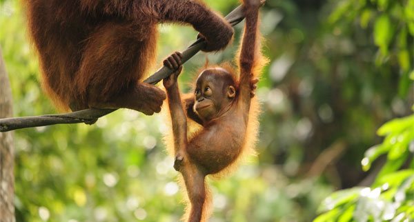 Borneo2