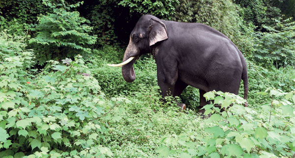 Kerala5