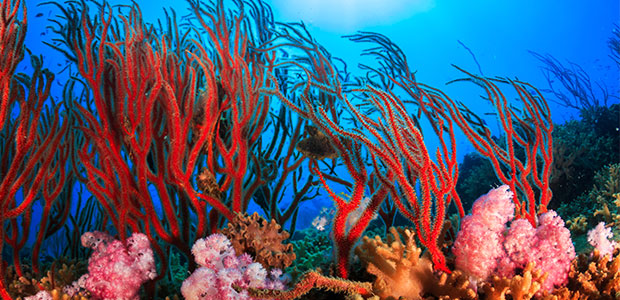 shutterstock-koh-tao