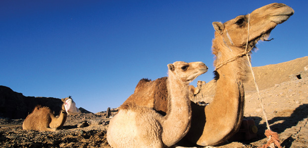 Camels - Image credit: Egyptian State Tourist Office
