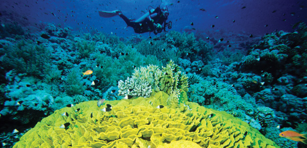 Diver in the Red Sea - Image credit: Egyptian State Tourist Office
