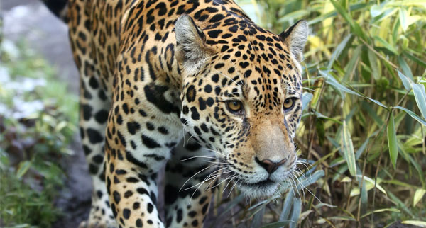 Guyana4