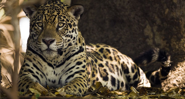 Pantanal2