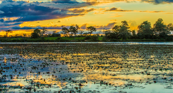 Pantanal6