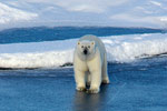 Polar bears are among the animals whose habitats are threatened by global warming