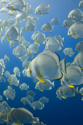 Liveaboards allow certified divers to travel to up to four dive sites a day, including sites inaccessible to land-based divers