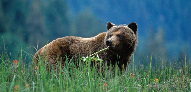 Grizzly Bear - Image credit: Great Bear Nature Tours / Tom Rivest