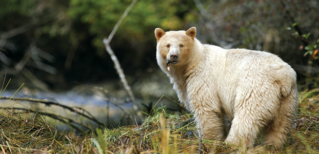 Spirit Bear - Image credit: Spirit Bear Lodge