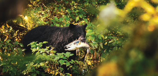 Black bear - Image credit: CTC