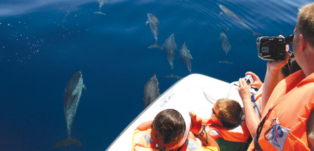 Family watching dolphins