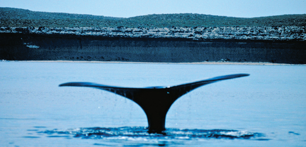 Whale Destination feature