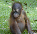 The Orang Utan is the closest animal to humans with 23 chromosomes to our 24
