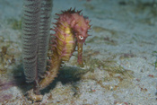 Seahorse - diving in the Philippines