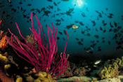 Diving in Oman