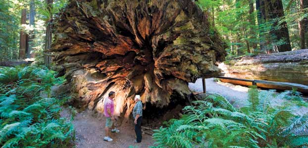 Redwood National Park