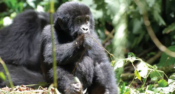 Uganda2