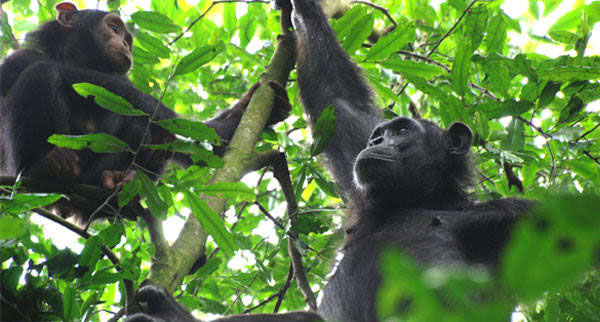 Uganda3