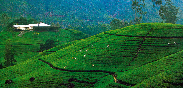 Tea Plantations