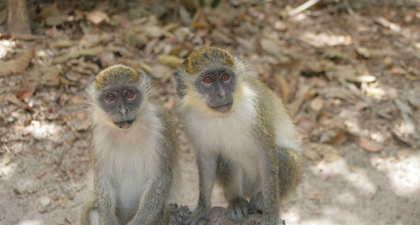 Gambia3